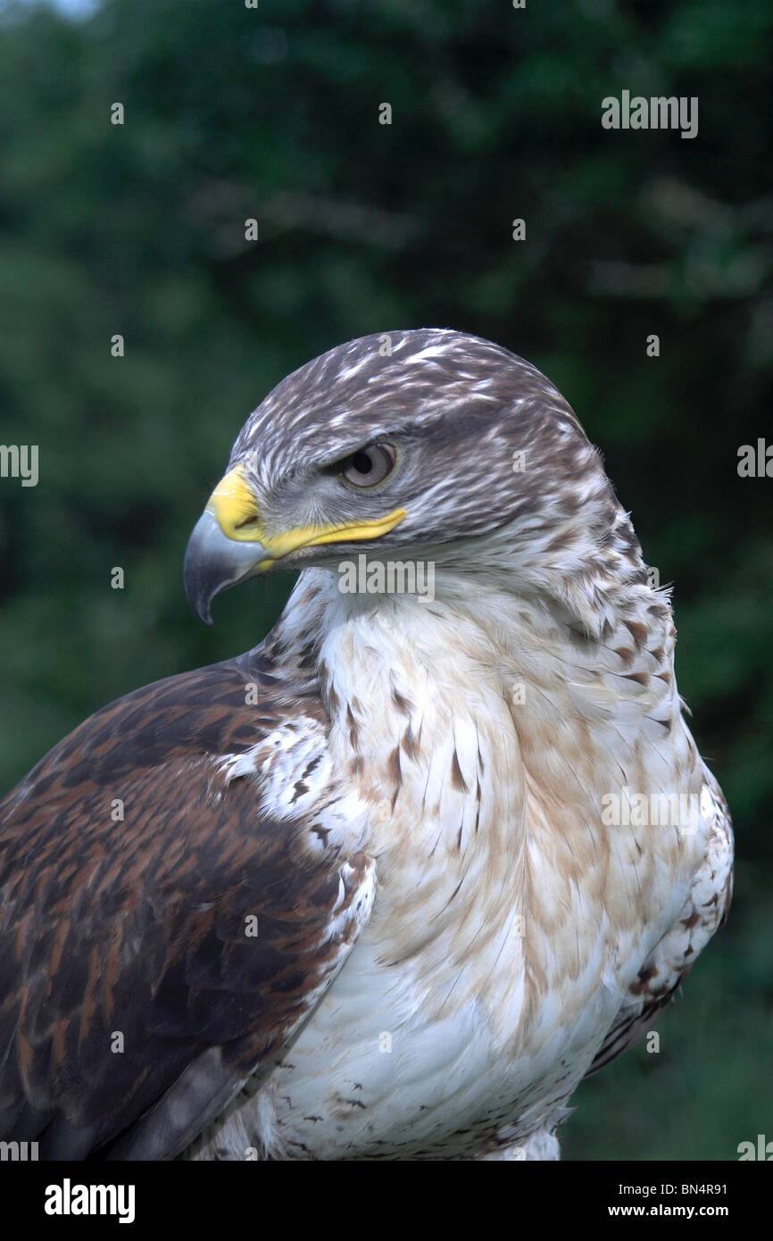 Falco ferruginosa Foto Stock