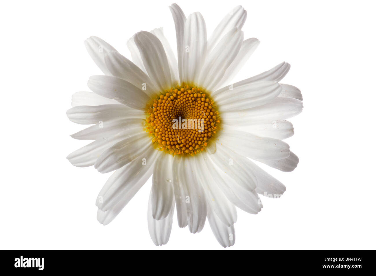 Oggetto su bianco - Camomilla fiori close up Foto Stock
