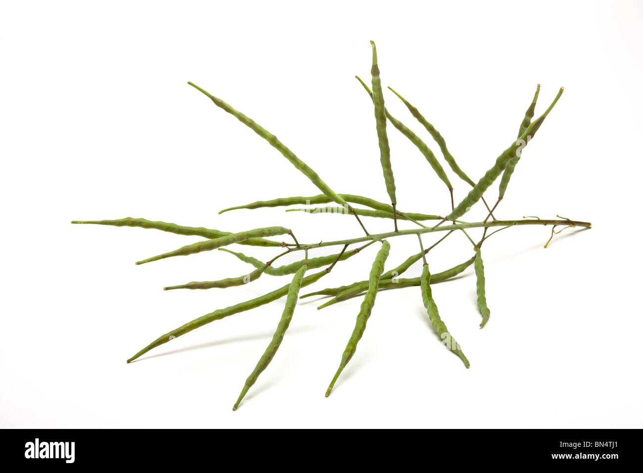 La Canola o semi oleosi di colza (Brassica napus), stelo con capsule di seme isolata contro uno sfondo bianco. Foto Stock