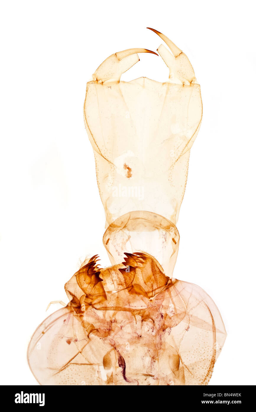 Campo chiaro microfotografia di una Ninfa di libellula testa con maschera, Aeshna sp. Foto Stock