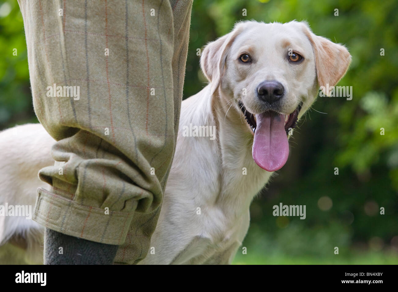 Un giallo Labrador Retriever cane da lavoro in attesa presso i suoi proprietari gamba Foto Stock