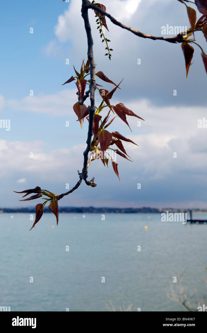 Il fogliame interessanti sul bordo del lago di Garda, Italia Foto Stock
