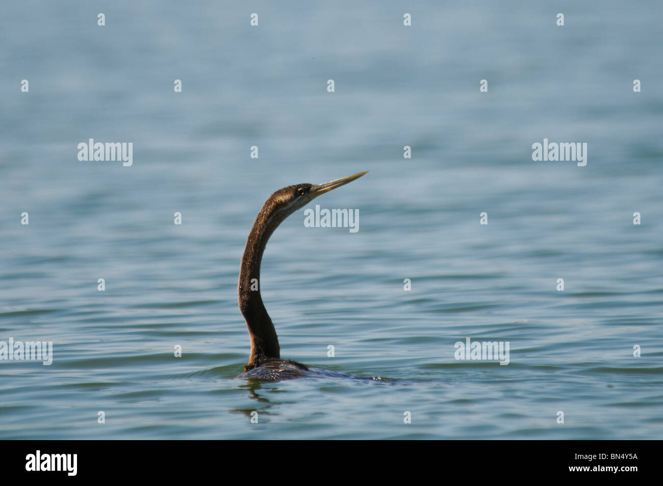 African Darter Anhinga rufa snakebird in acqua Foto Stock