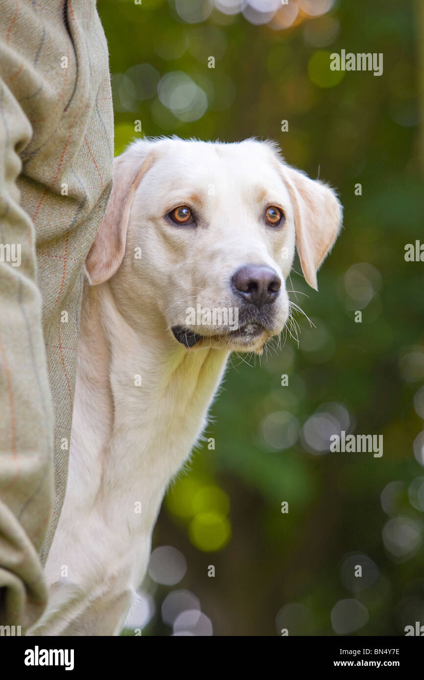 Un giallo Labrador Retriever cane da lavoro in attesa presso i suoi proprietari gamba Foto Stock