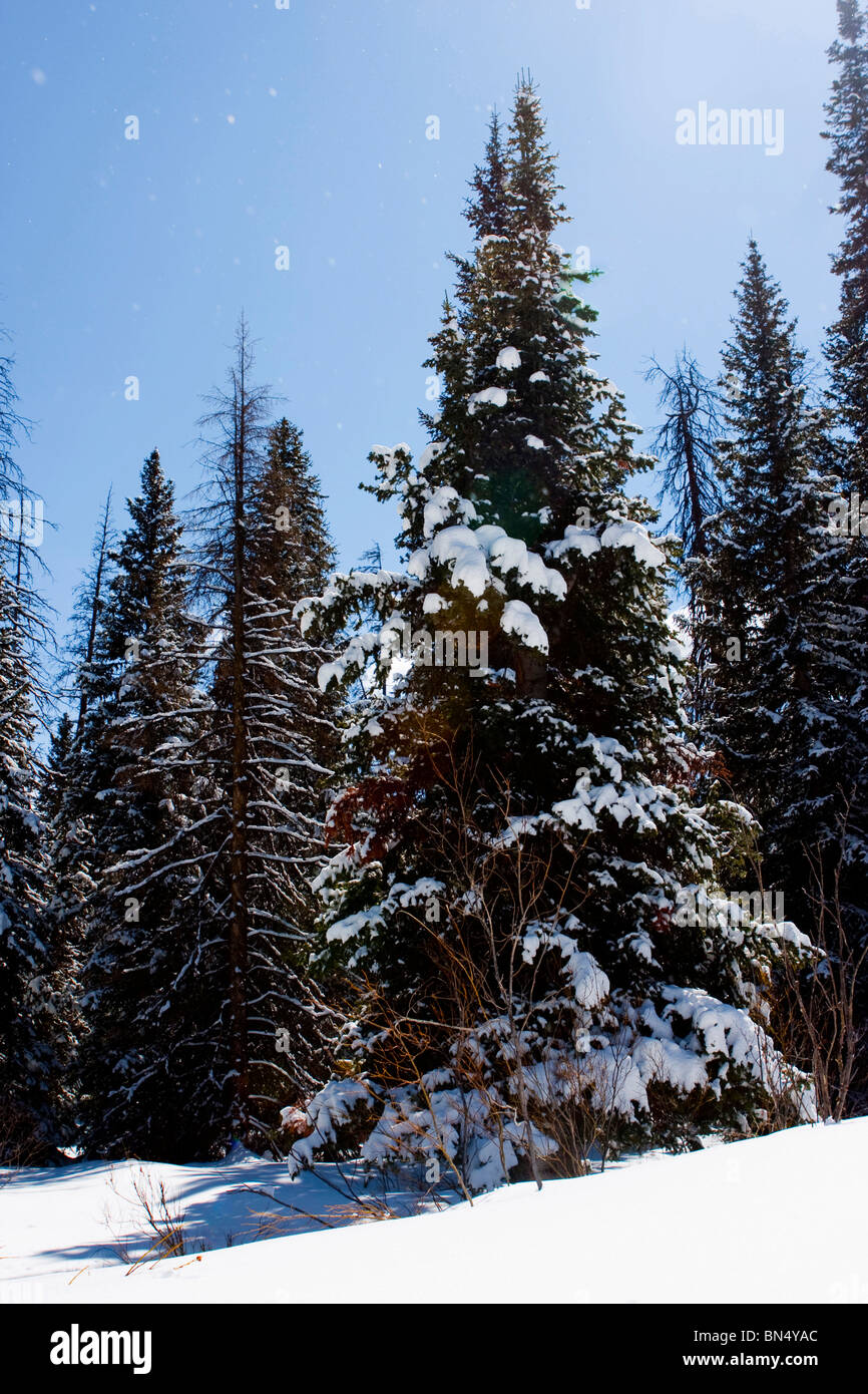 Una foresta di alberi di pino nella neve durante l'inverno. Foto Stock