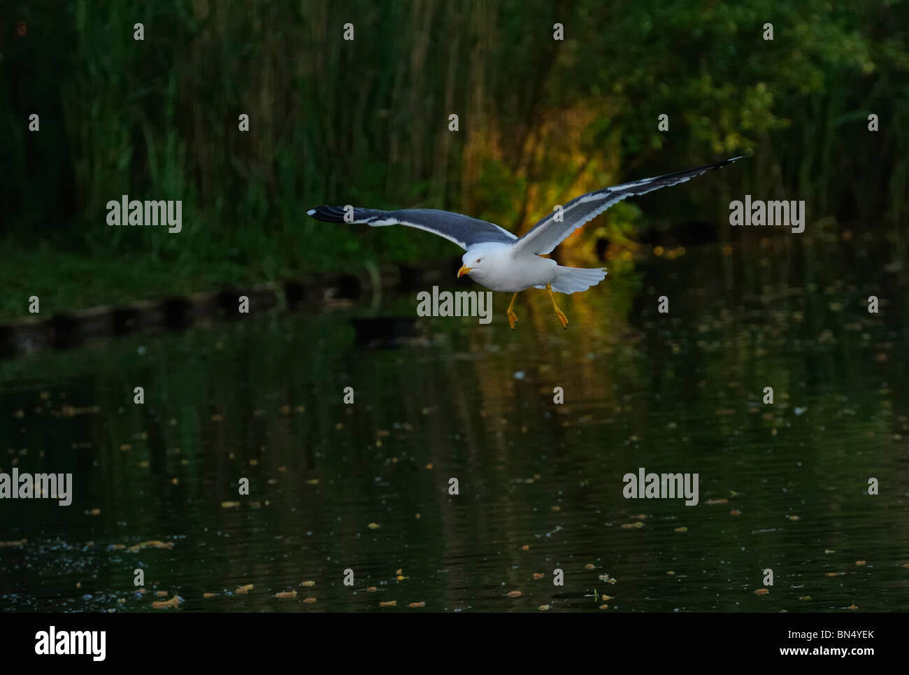 Adulto nero minore-backed gull (Larus fuscus) soaring suface su di un lago con waterweeds Foto Stock