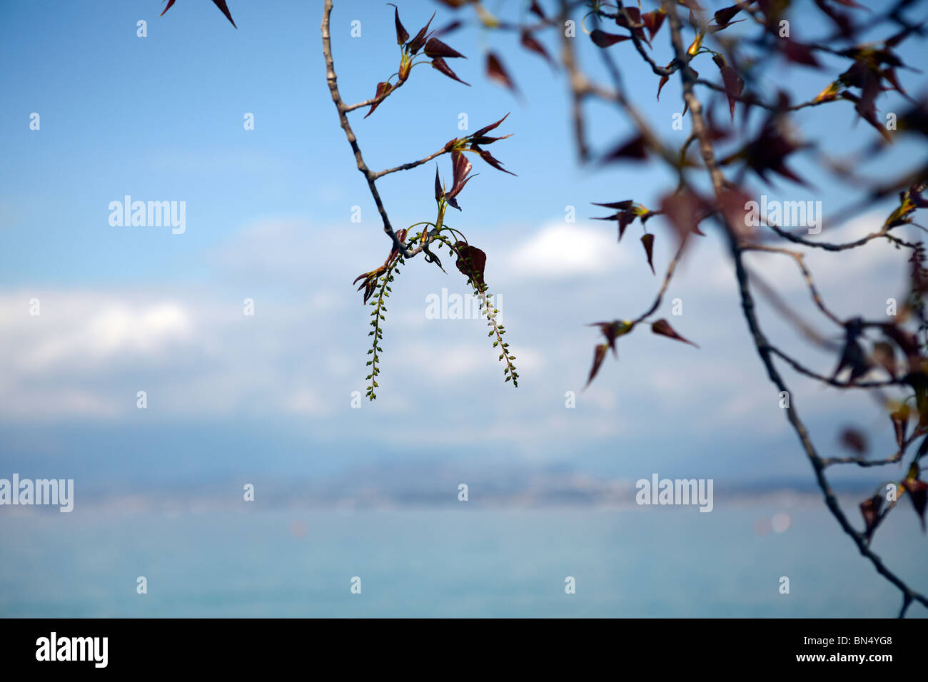Il fogliame interessanti sul bordo del lago di Garda, Italia Foto Stock