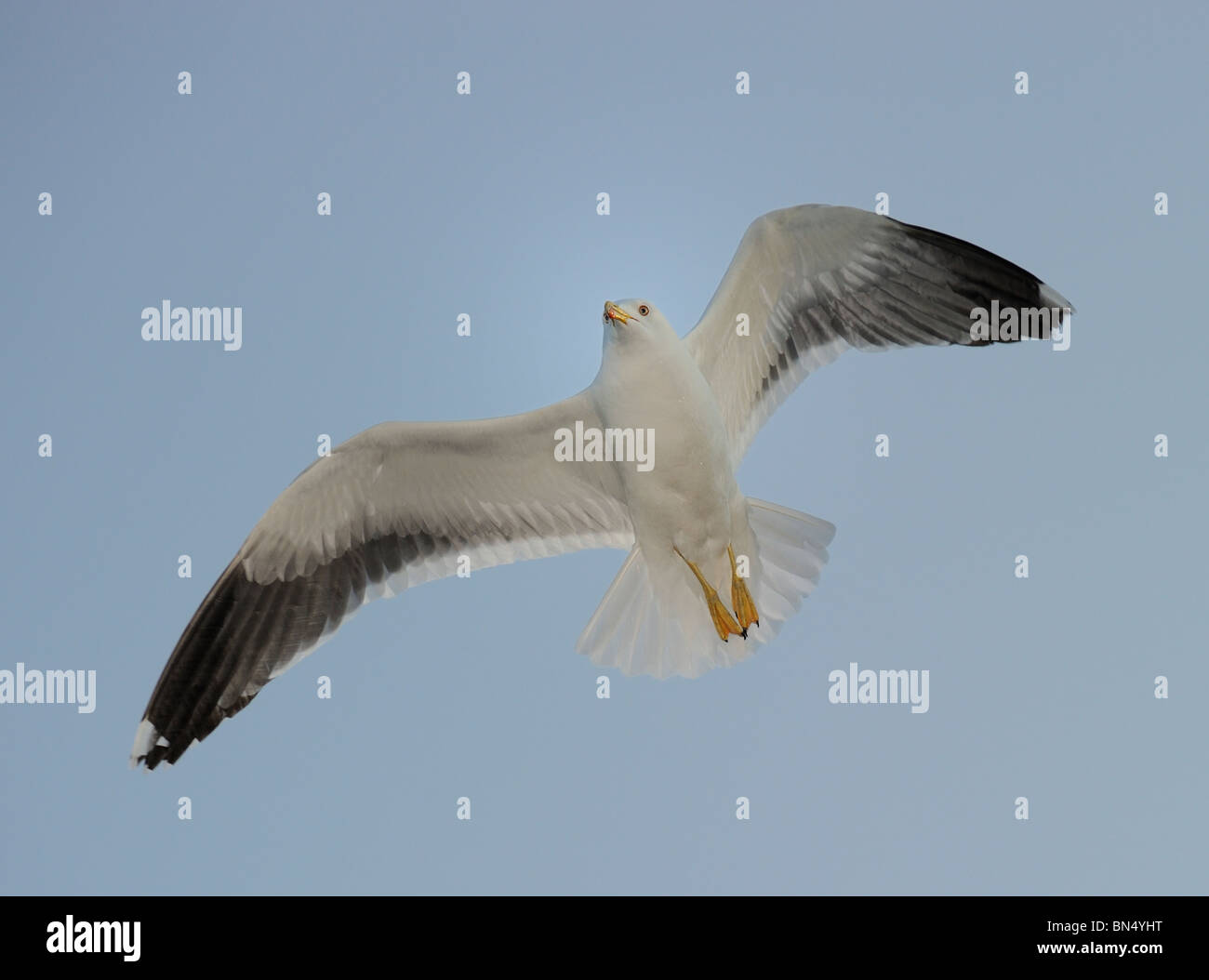 Ritratto di adulto nero minore-backed gull (Larus fuscus) volare nel cielo blu, con gocce di acqua su giù Foto Stock