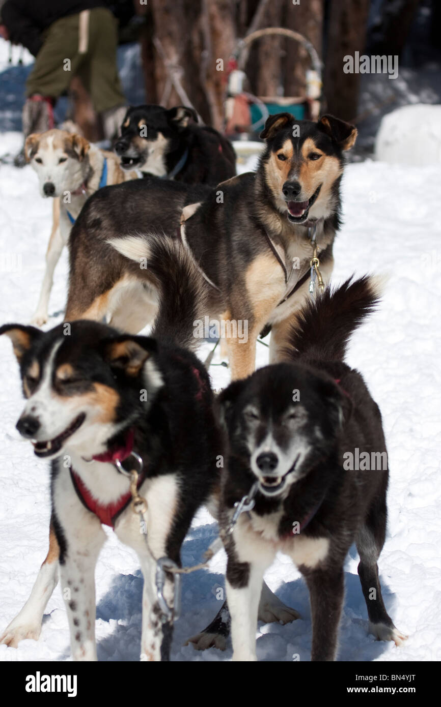 Slitte trainate da cani sempre pronto a tirare sled Foto Stock