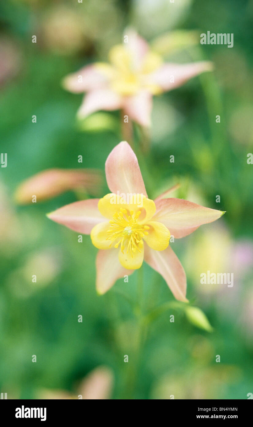 Aquilegia Aquilegia o fiore in un giardino inglese Foto Stock