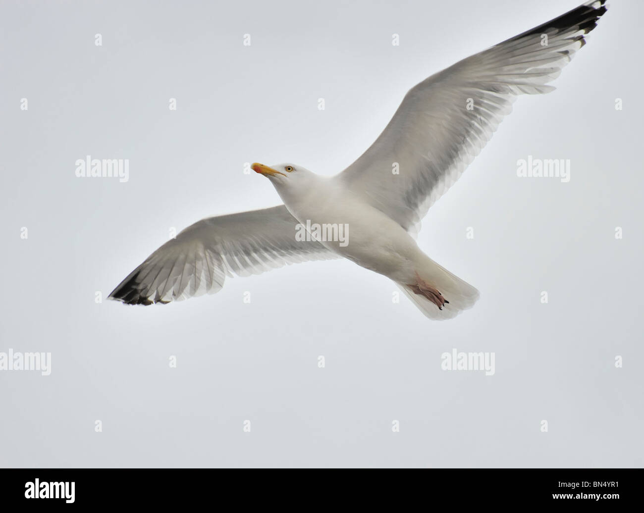 Adulto nero minore-backed gull (Larus fuscus) volare nel cielo Foto Stock