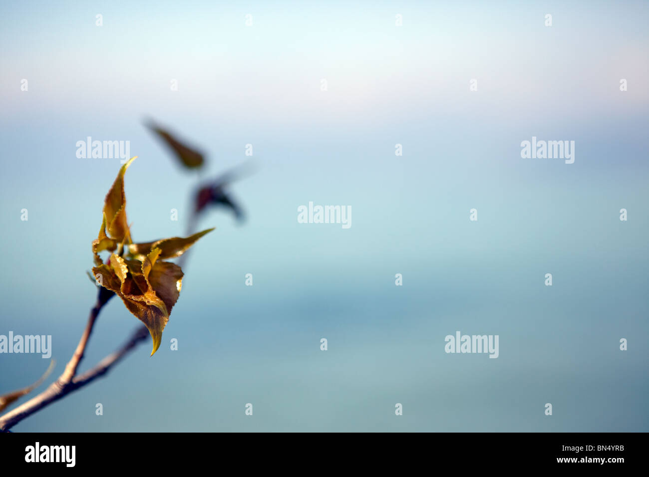 Il fogliame interessanti sul bordo del lago di Garda, Italia Foto Stock