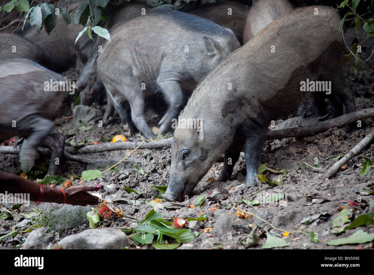 Suini selvatici vicino a Kuala Lumpur sono alimentati dalla gente del posto in un rituale notturno che avviene sulla collina di scimmia Foto Stock