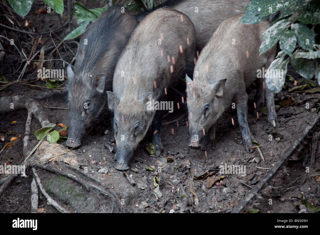 Suini selvatici vicino a Kuala Lumpur sono alimentati dalla gente del posto in un rituale notturno che avviene sulla collina di scimmia Foto Stock