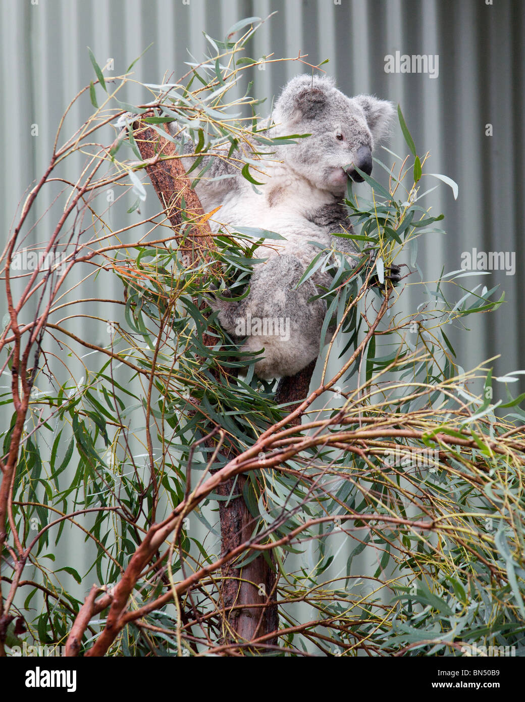 Un koala al Sydney Wildlife World Foto Stock