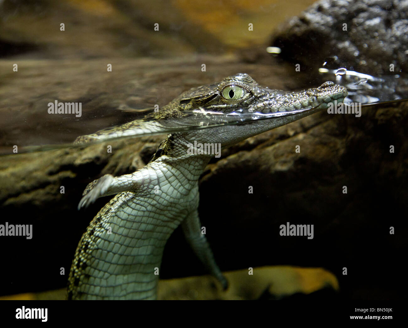 Un captive baby alligator nuota in un serbatoio a Sydney Wildlife World Foto Stock
