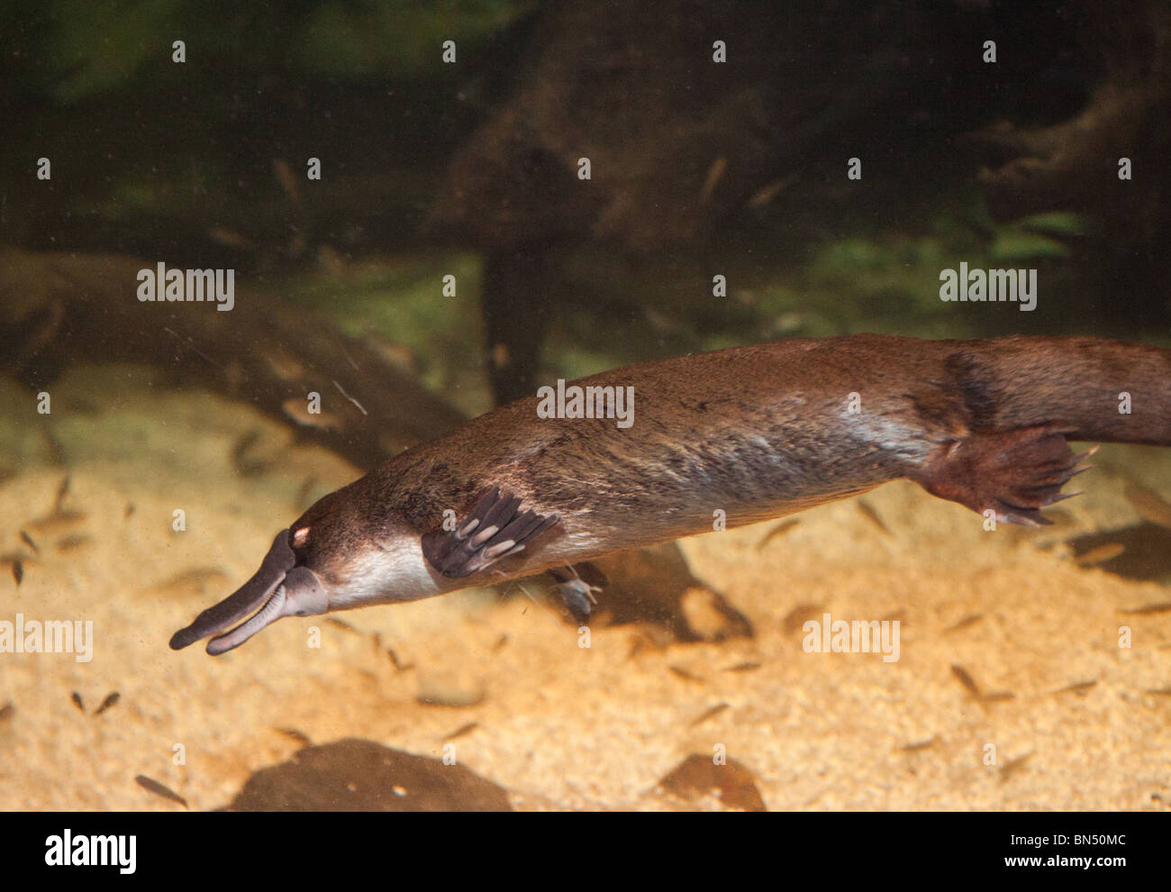 Un anatra fatturati Platypus al Sydney Aquarium Foto Stock