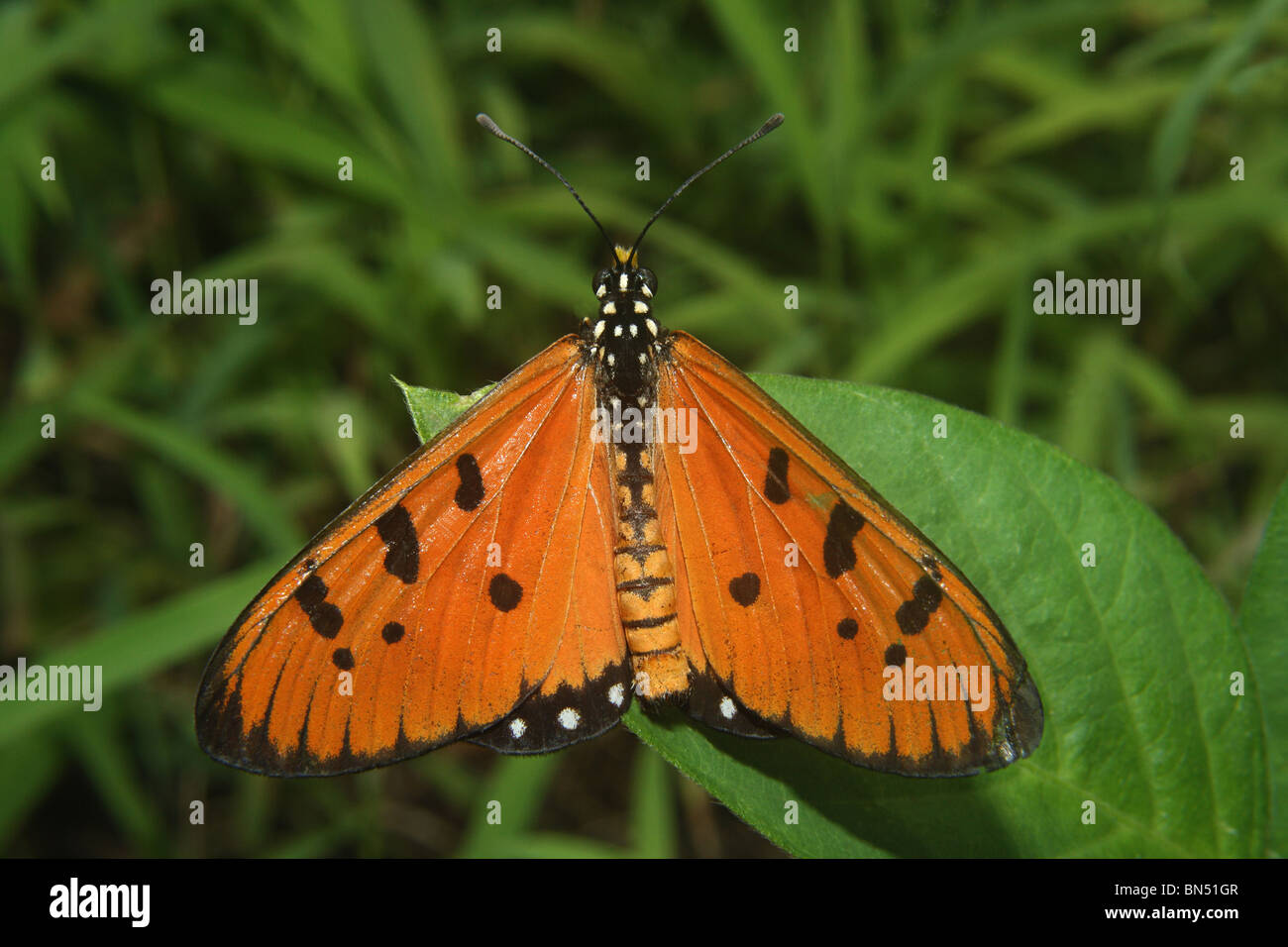 Il Tawny Coster (Acraea terpsicore) Nymphalidae : Spazzola Footed farfalle Foto Stock