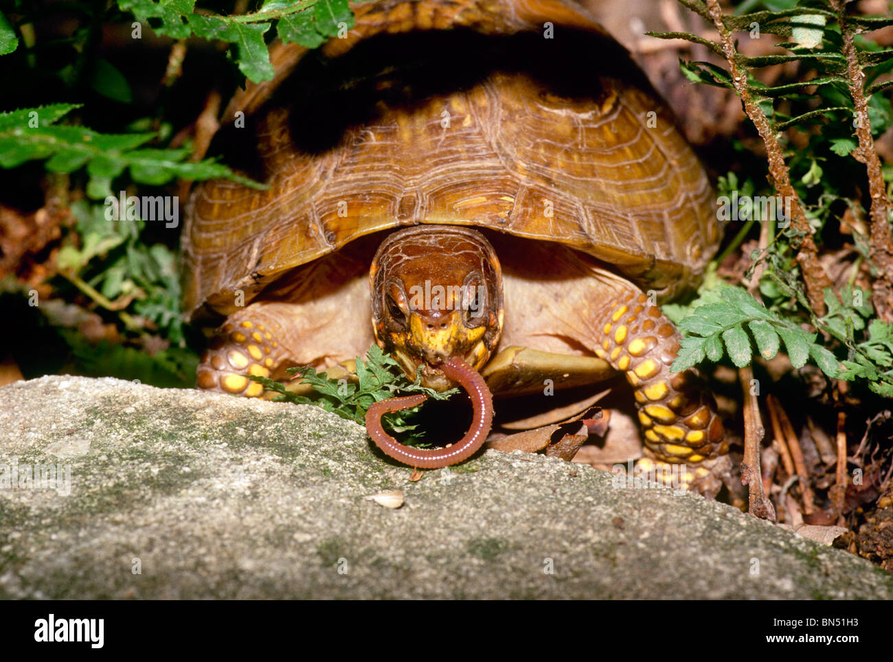 Grande casella ornati tartaruga (Terrapene ornata ornata) mangiare un lombrico in giardino tra le felci e le rocce Foto Stock