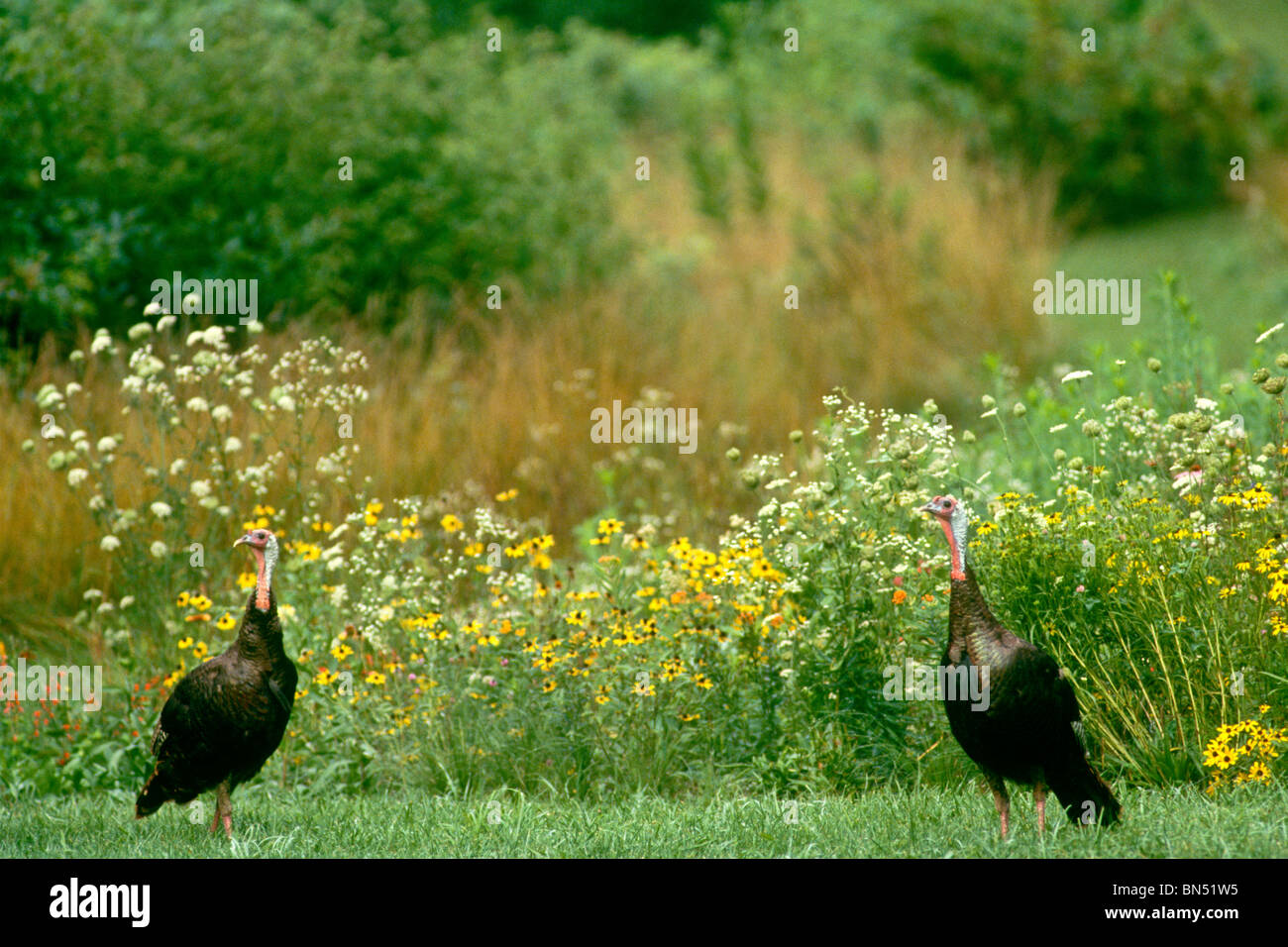 Due tacchini fingere di non notare ogni altro in un campo di fiori selvatici nativi, Midwest USA Foto Stock