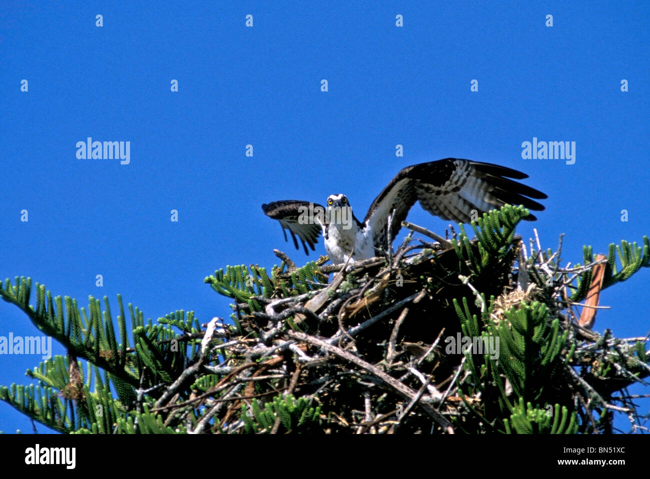 Falco pescatore (Pandion haliaetus) con ali teso permanente sulla grande nido, Florida USA Foto Stock
