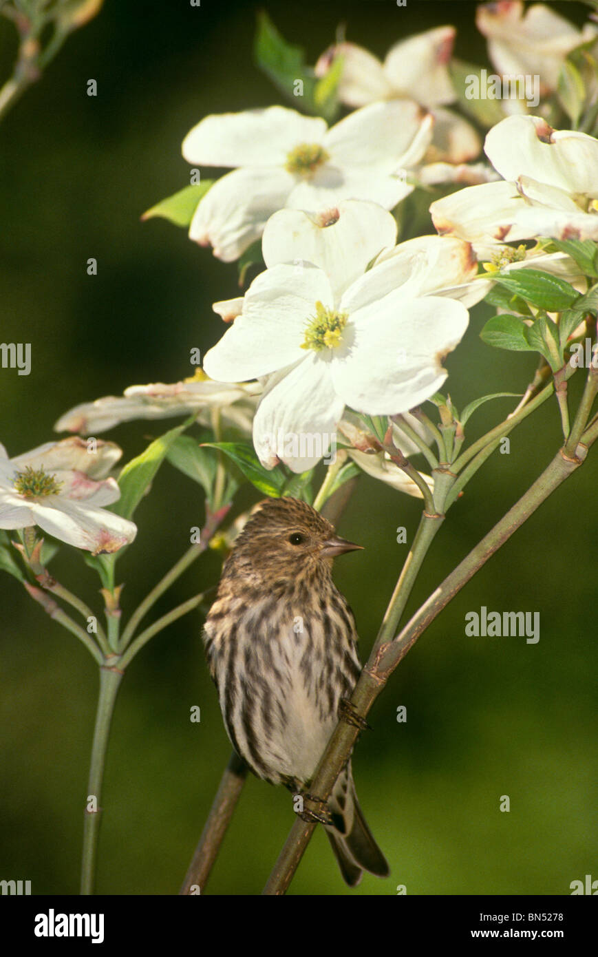 Pino maschio lucherino (Carduelis pinus) arroccato su blooming Sanguinello filiale a molla Foto Stock