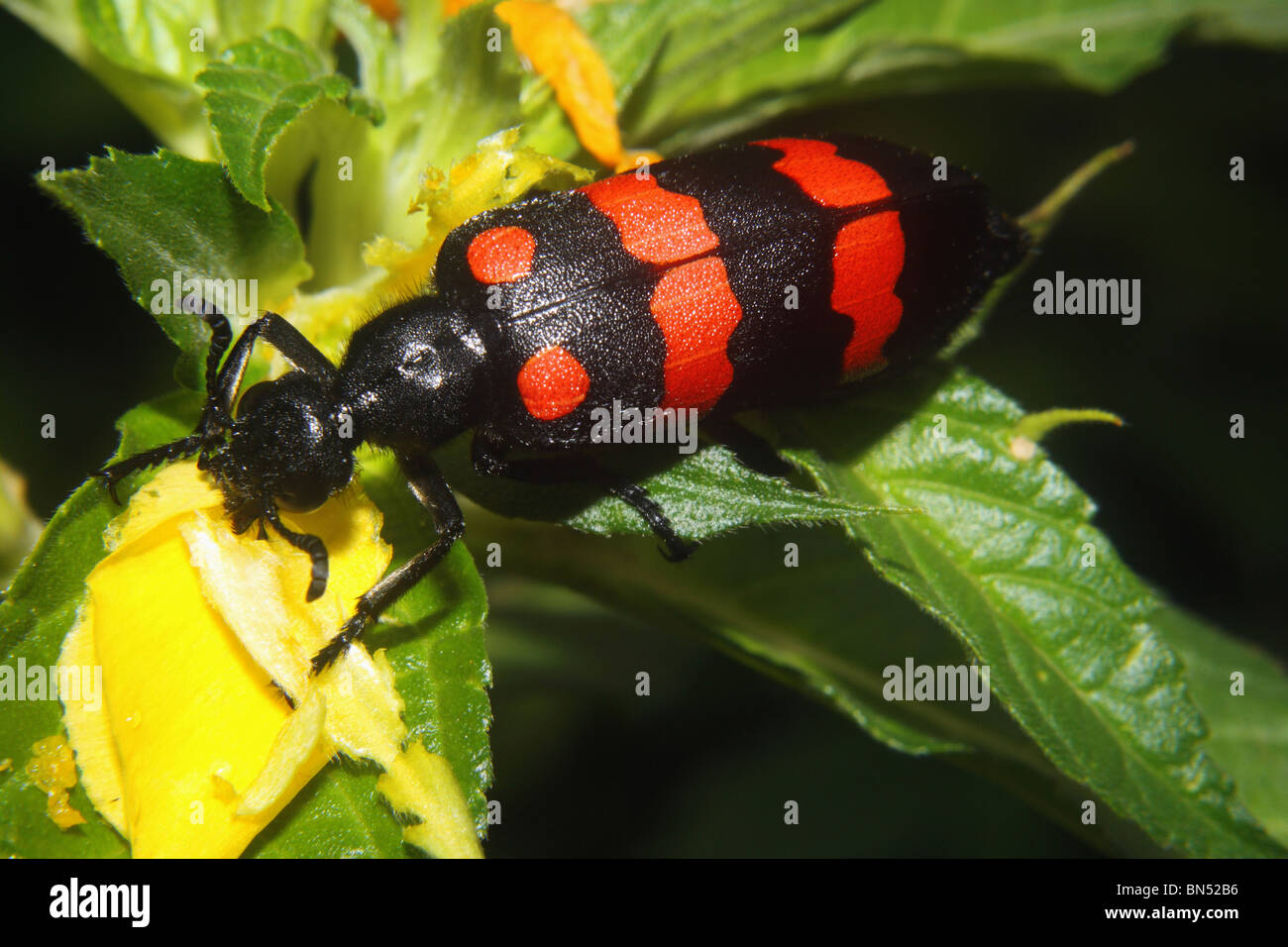 Blister Beetle, posizione- Karnala Bird Sanctuary Descrizione- una marcata luminosamente beetle che si vede sui fiori. Foto Stock