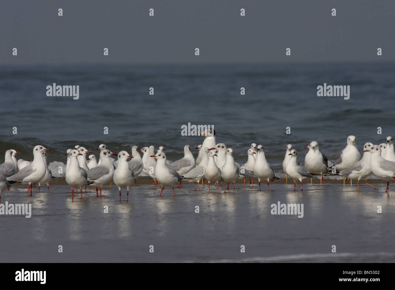 A testa nera (gabbiano Visiter invernale e passaggio migrante), Chroicocephalus ridibundus, Laridae, Tarakrali Beach, vicino Malwan Foto Stock