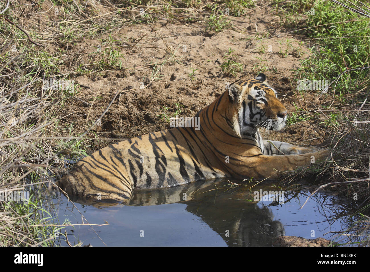 Tigre del Bengala in appoggio. Panthera tigris tigris è la più numerosa sottospecie della tigre. La sua popolazione stimata essere sotto 2500 Foto Stock