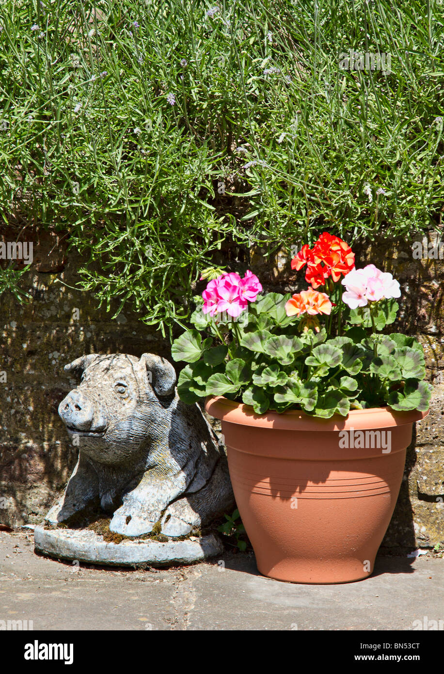 Giardino ornamentale nel la forma di un maiale accanto Pelargoniums in fiore in un vaso in materia plastica Foto Stock