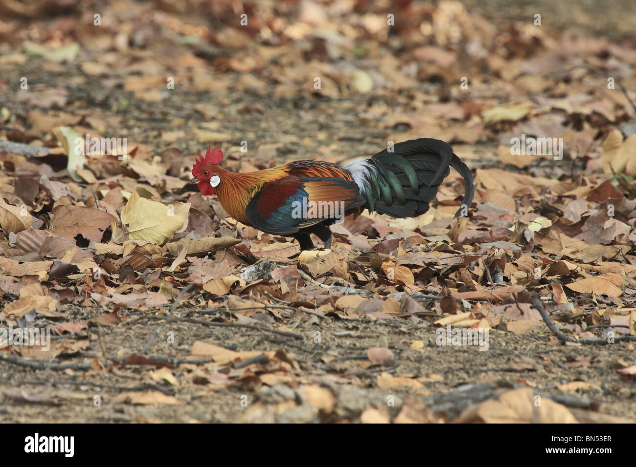 Red Junglefowl (Gallus gallus) Foto Stock