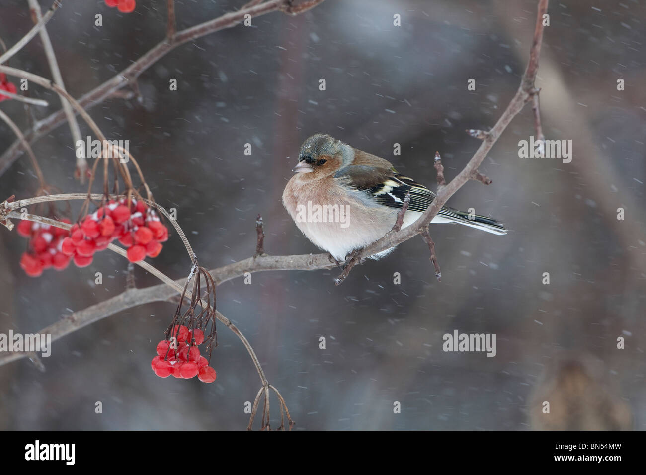 Maschio (comune) (fringuello Fringilla coelebs) appollaiate sul ramo con bacche rosse nella neve Foto Stock
