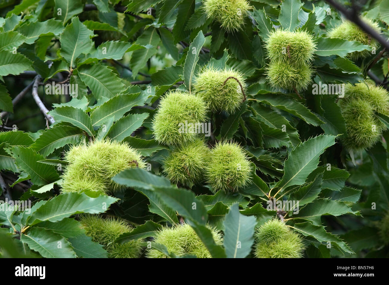 La frutta in managed dolce castagno (Castanea sativa) alberi, Svizzera Foto Stock
