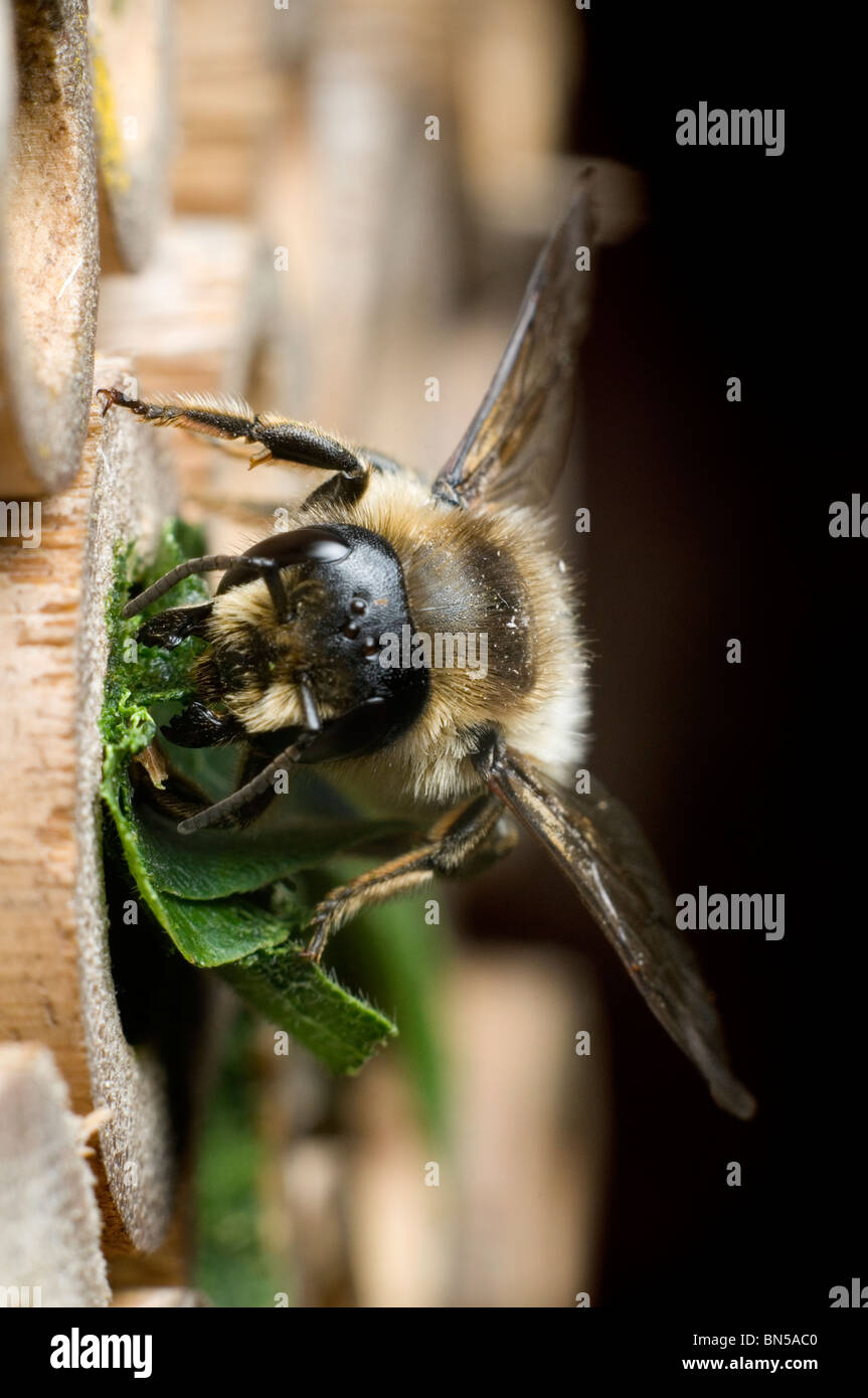 Un leafcutter bee, Megachile centuncularis, nidificazione in tubi di bambù in un giardino del Regno Unito. Foto Stock