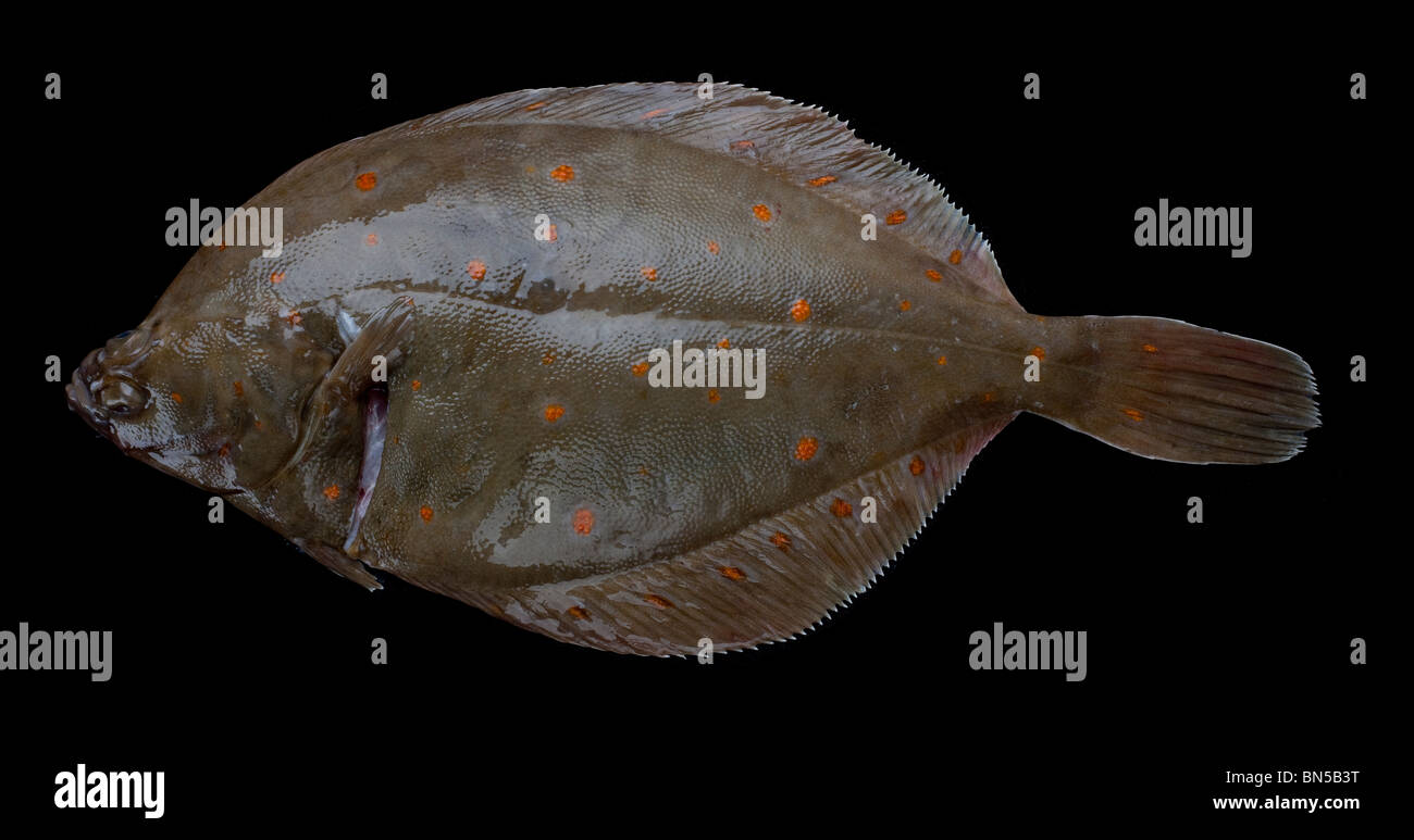 La Passera di mare pesce di mare popolare come un pesce piatto commerciale in Europa è anche ampiamente pescate ricreativo Foto Stock