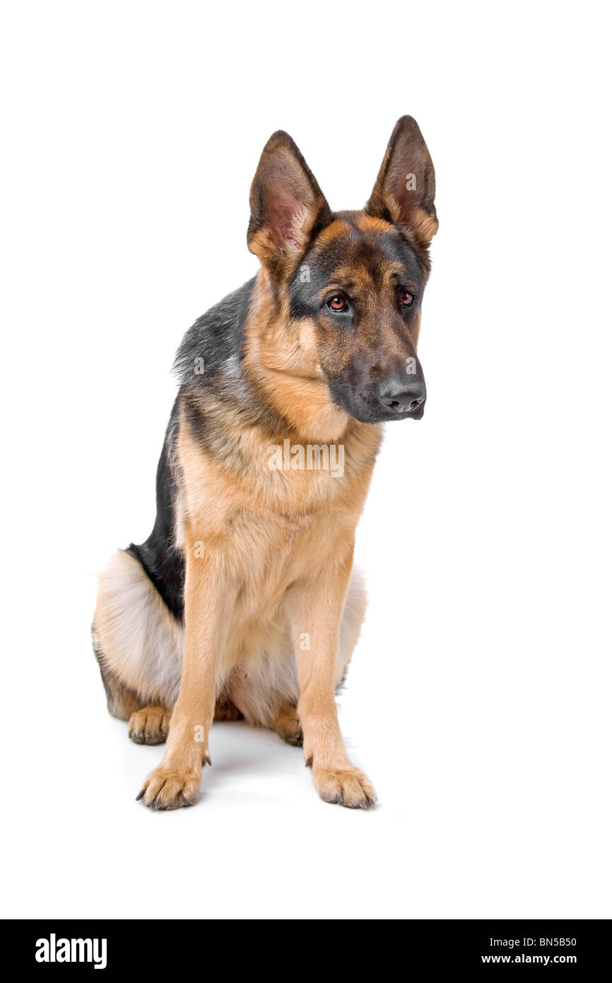 Pastore Tedesco su bianco Foto Stock