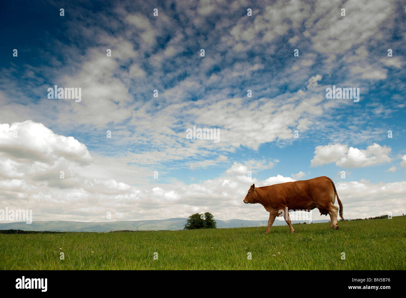 Limousin mucca in pascolo con una spettacolare estate cielo sopra. Foto Stock