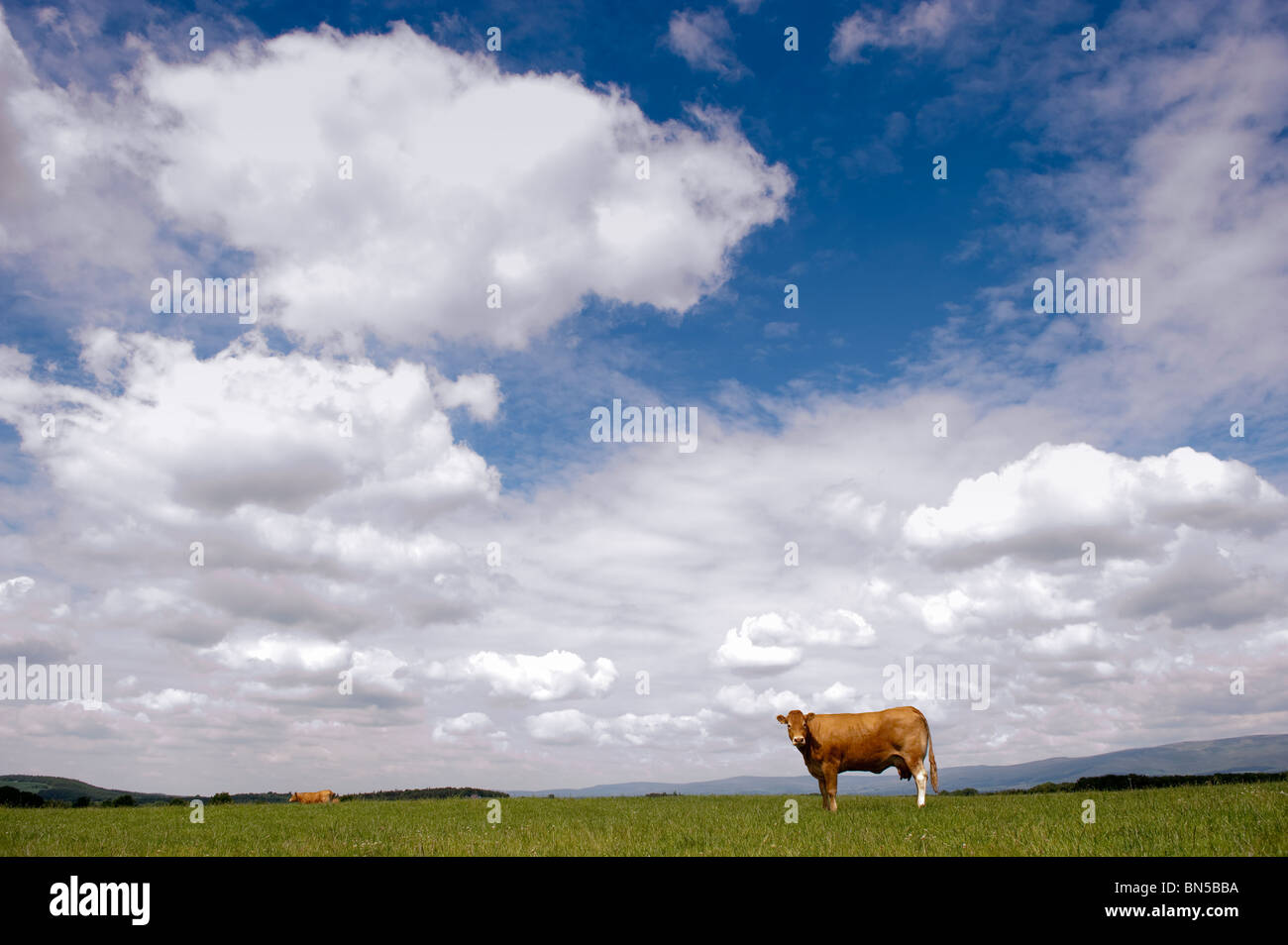 Limousin mucca in pascolo con una spettacolare estate cielo sopra. Foto Stock