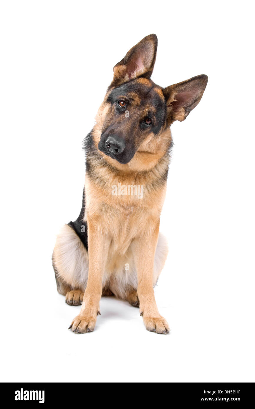 Pastore Tedesco su bianco Foto Stock