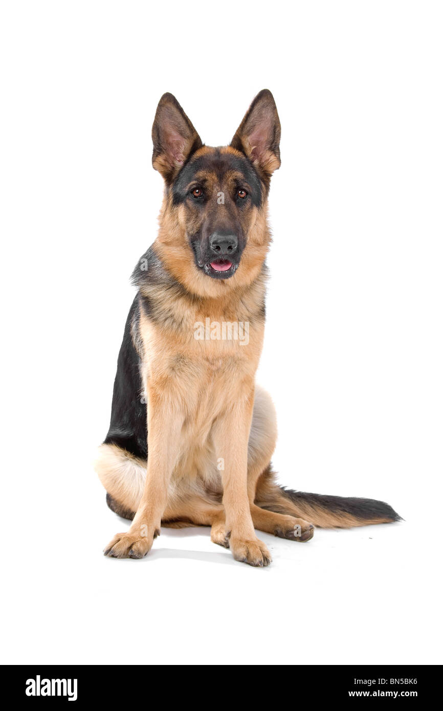 Pastore Tedesco su bianco Foto Stock