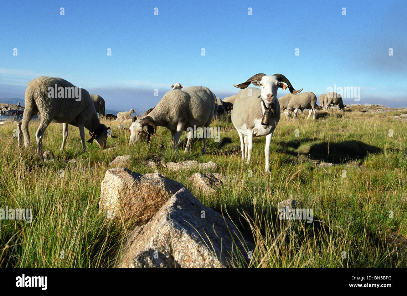 Capre nella Serra da Estrela, Portogallo Foto Stock