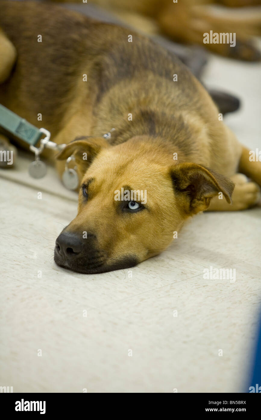 Cane per adozione tramite la prigione di addestramento del cane programma. Stato del Nebraska penitenziario. Foto Stock