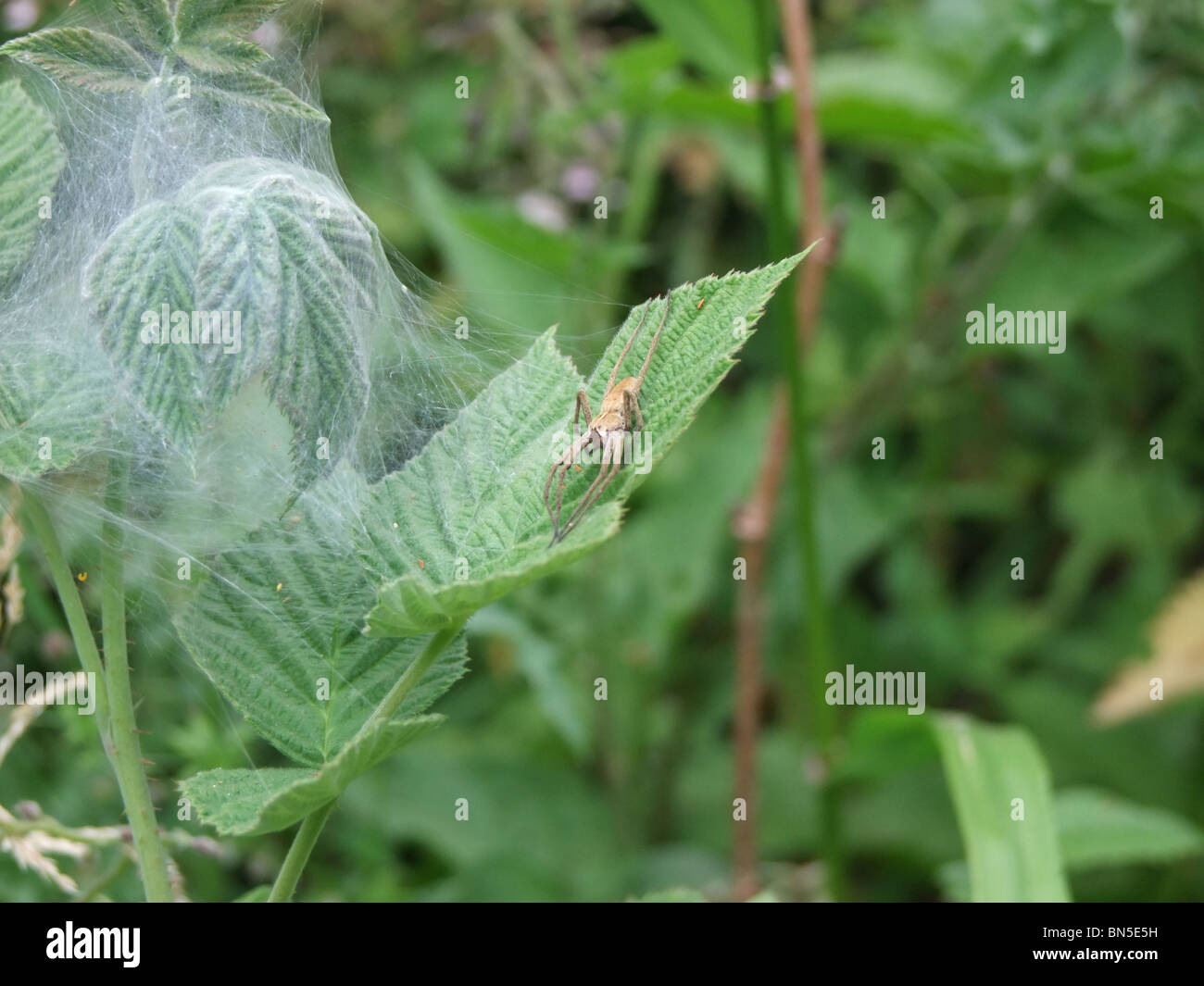 Spider proteggendo il nido Foto Stock