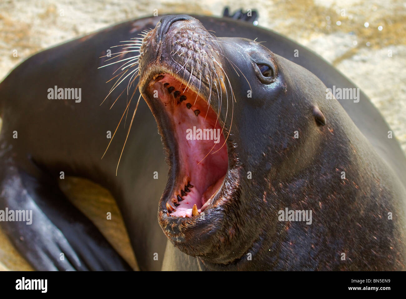 Patagonia meridionale o Sea Lion; Otaria flavescens; animale in cattività; Nazionale santuario di tenuta Foto Stock