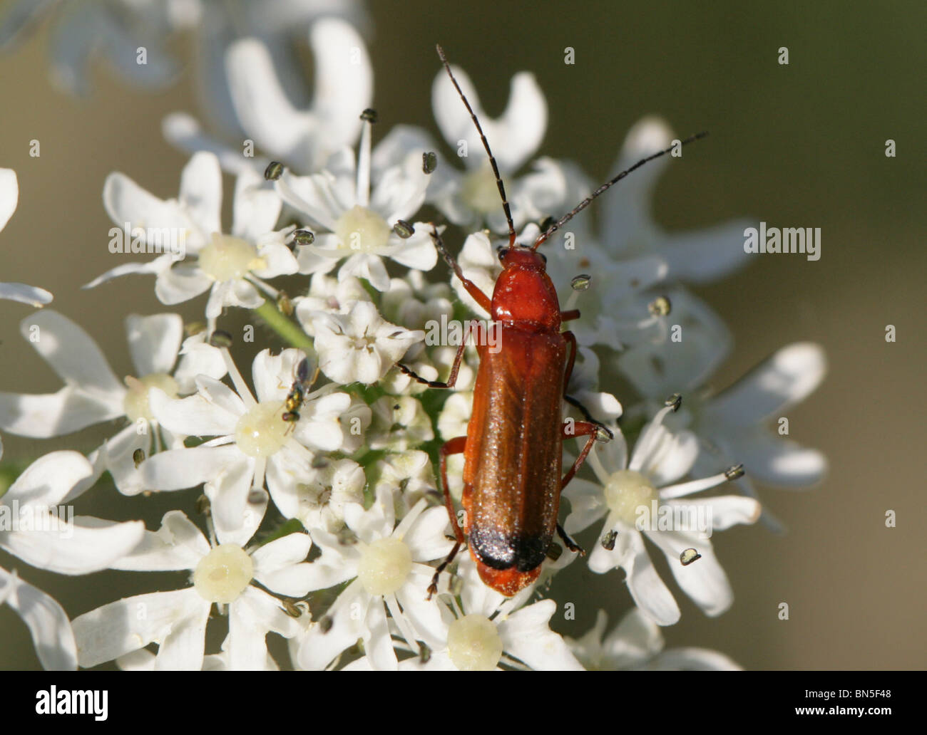 Comune soldato rosso Beetle, Rhagonycha fulva, Cantharidae. Su Hogweed, Heracleum sphondylium. Foto Stock