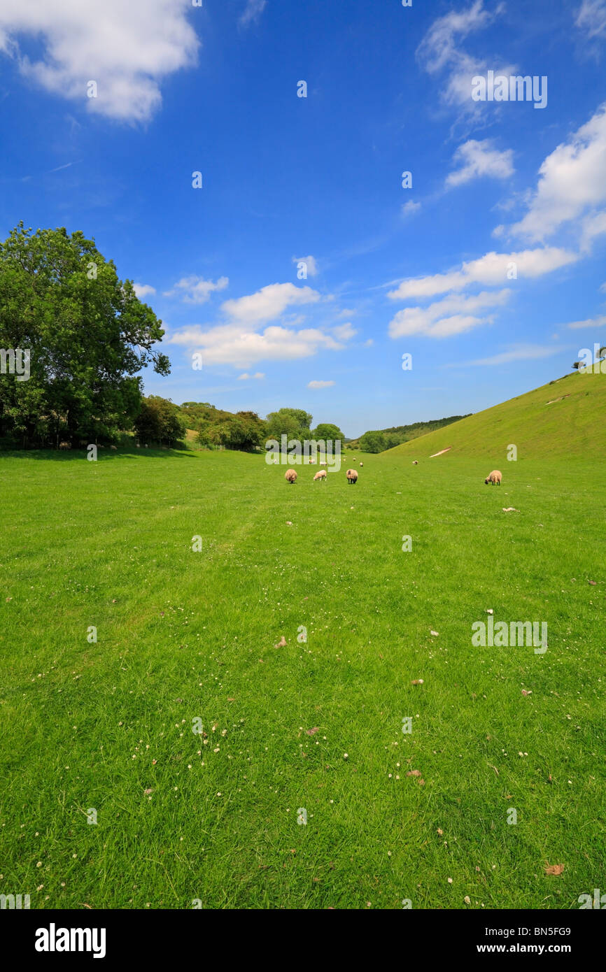 Pecore in Brubber Dale vicino Fridaythorpe nel Yorkshire Wolds, North Yorkshire, Inghilterra, Regno Unito. Foto Stock