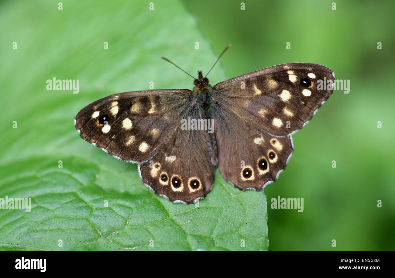 Chiazzato legno Butterfly, Pararge aegeria, Nymphalidae Foto Stock