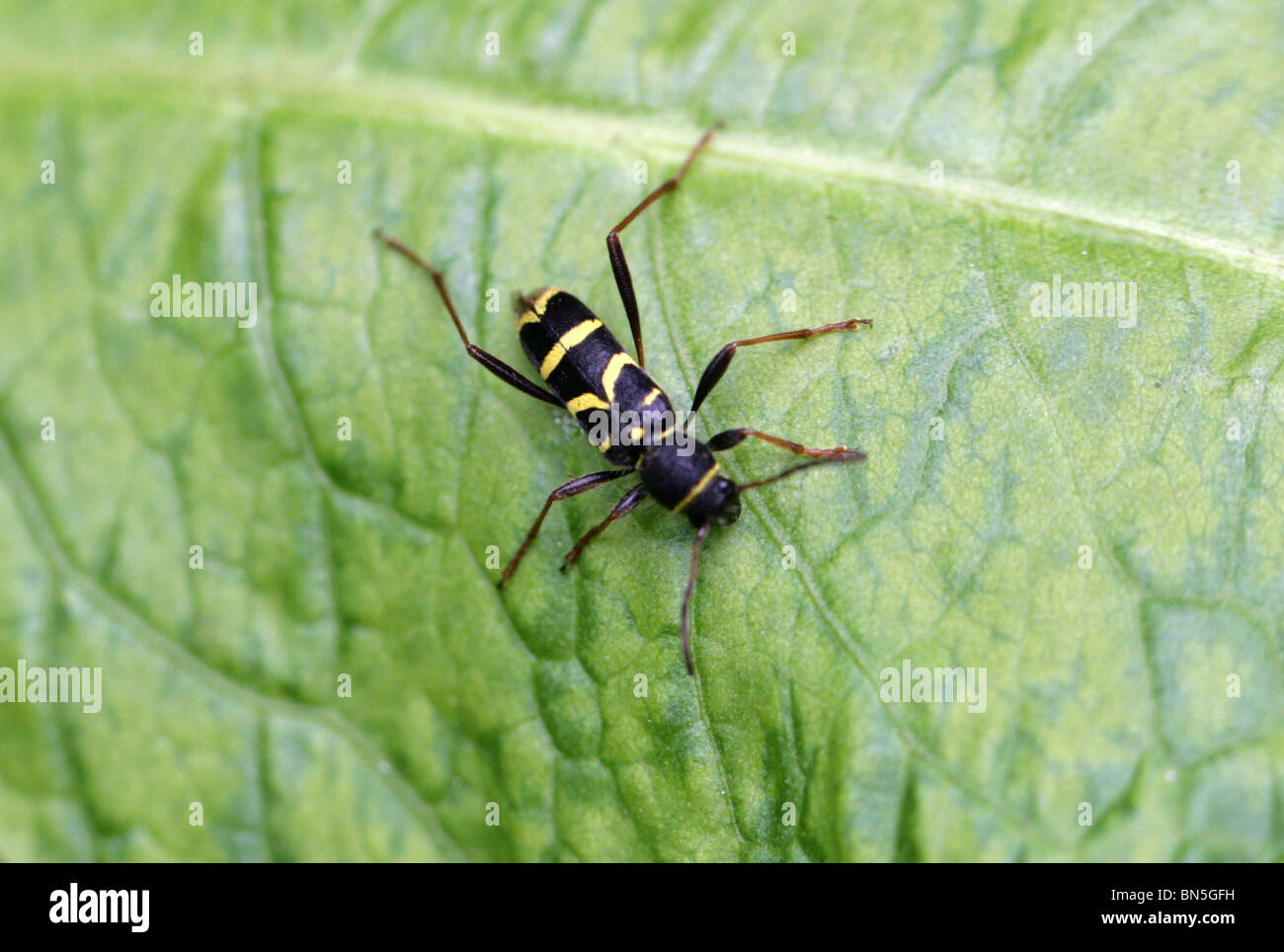 Wasp Beetle, Clytus arietis, Cerambycidae, Chrysomeloidea, Coleoptera Foto Stock