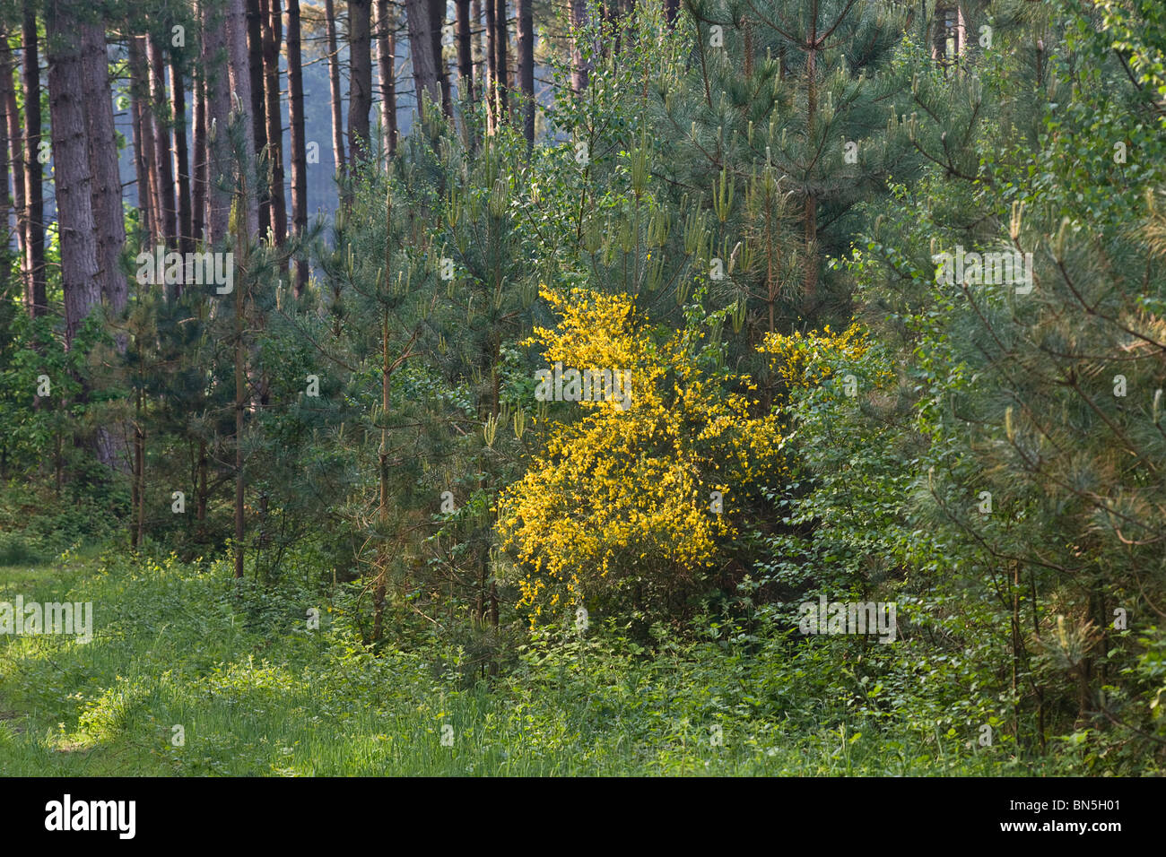 La ginestra che cresce in una zona boschiva, Nottinghamshire, Regno Unito Foto Stock