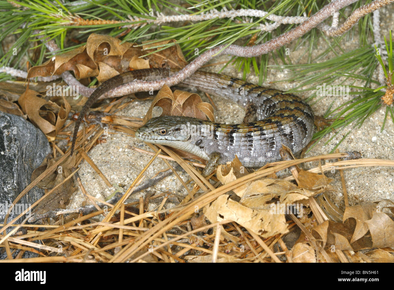 Southern Alligator Lizard Foto Stock